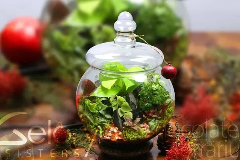 گیاهان تراریوم