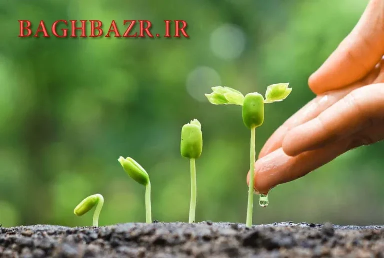 معرفی بذر سبزیجات