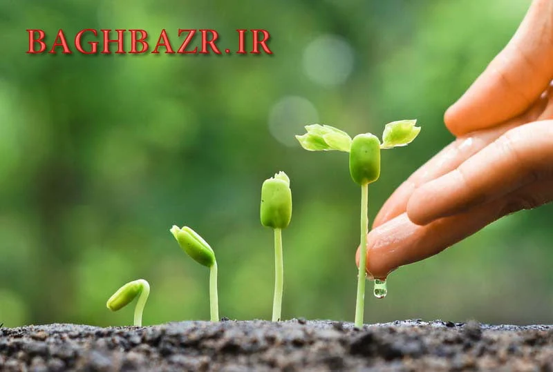 معرفی بذر سبزیجات