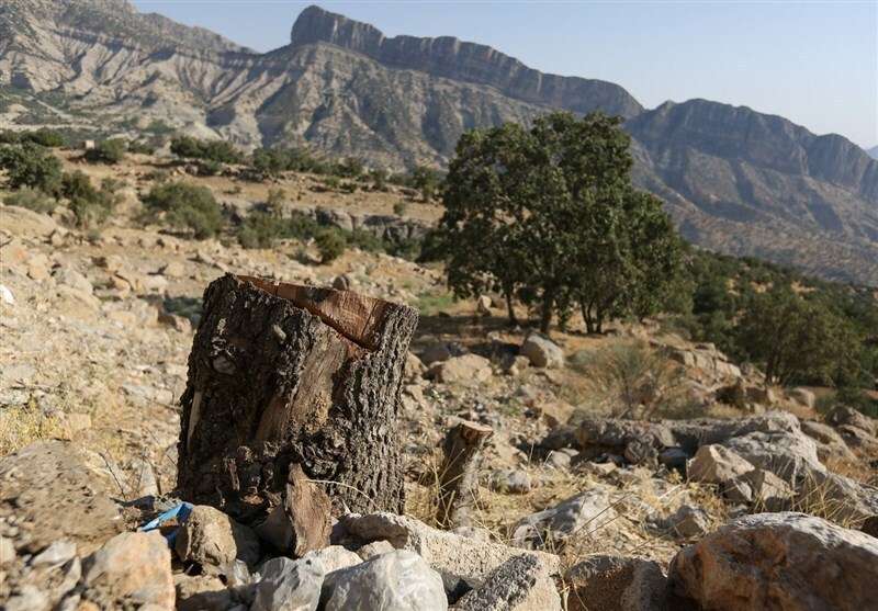 قطع ۶۰۰۰ درخت برای ساخت جاده در استان فارس
