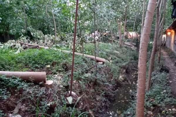 قطع ۴۰ اصله درخت مهاجم «پائولونیا» در املش