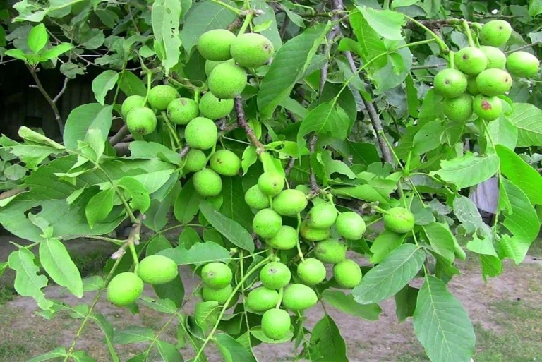 بهترین نهال گردو برای مناطق سردسیر