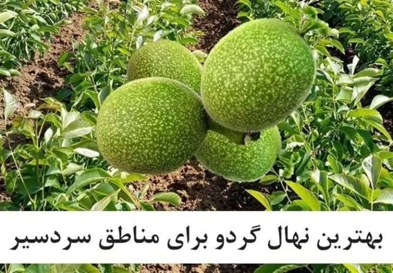 بهترین نژاد گردو برای مناطق سردسیر