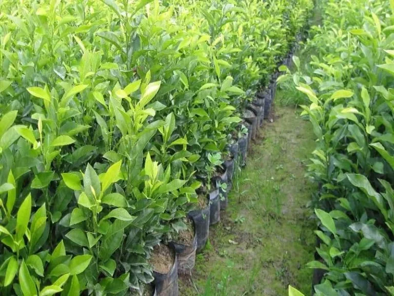خرید نهال از جهاد کشاورزی مازندران