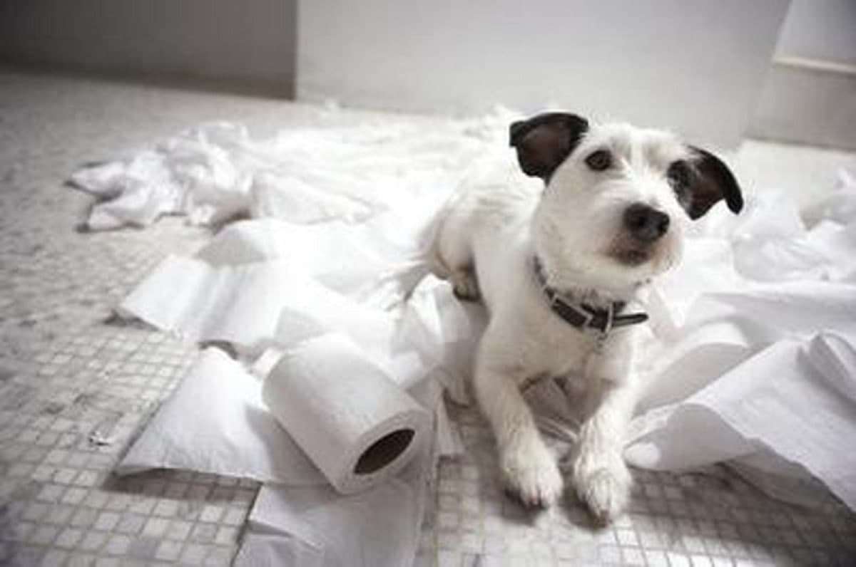 آموزش غذا خوردن به سگ, جلوگیری از آشغال خوری سگ, چگونه اشتهای سگ را کم کنیم