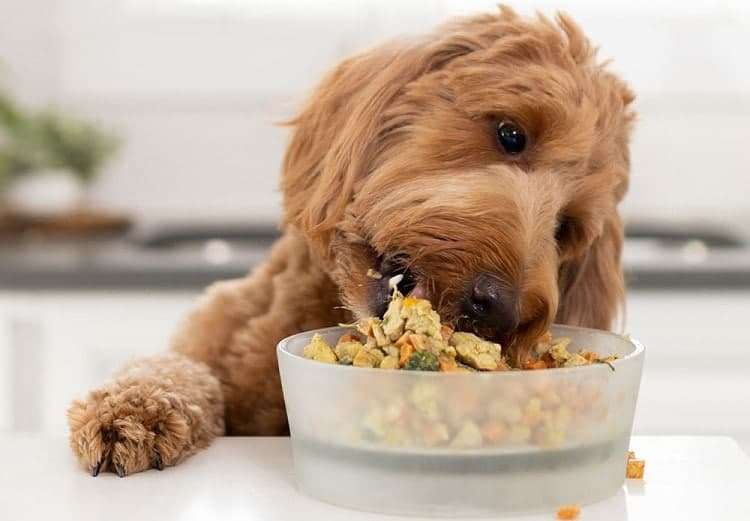 Gastrointestinal غذای سگ, خرید غذای رویال کنین گاسترو کم چرب سگ, رویال کنین gastro high fibre