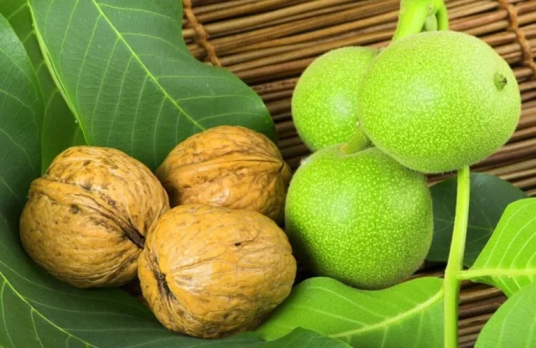 بهترین نهال گردو برای کاشت
