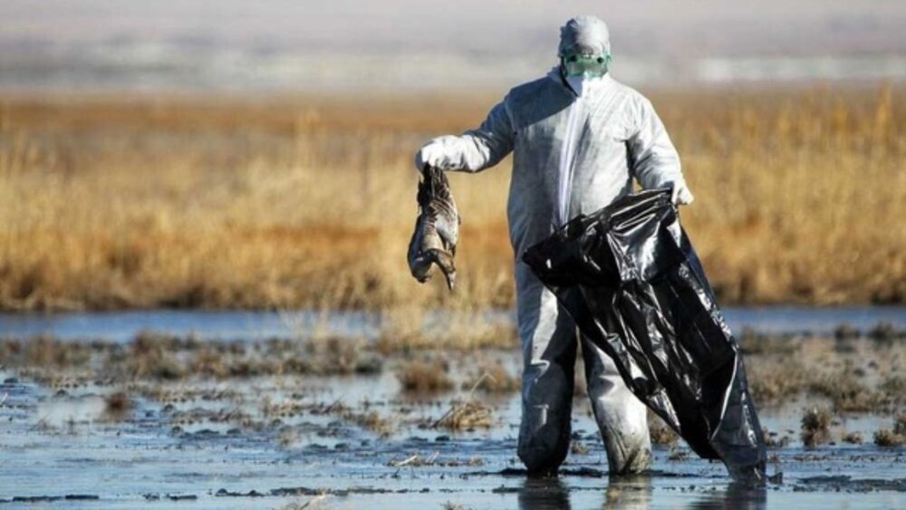موردی از آنفولانزای پرندگان در آذربایجان‌غربی گزارش نشده است - خبرگزاری مهر | اخبار ایران و جهان