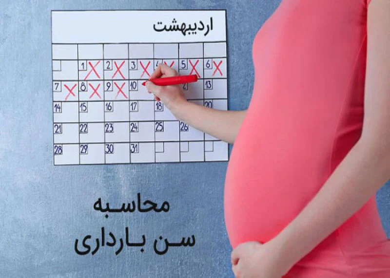 Determining the exact age of the fetus with a pregnancy calculator