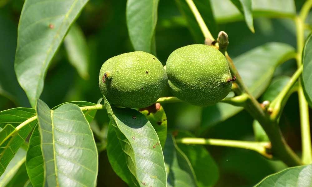 عمومی