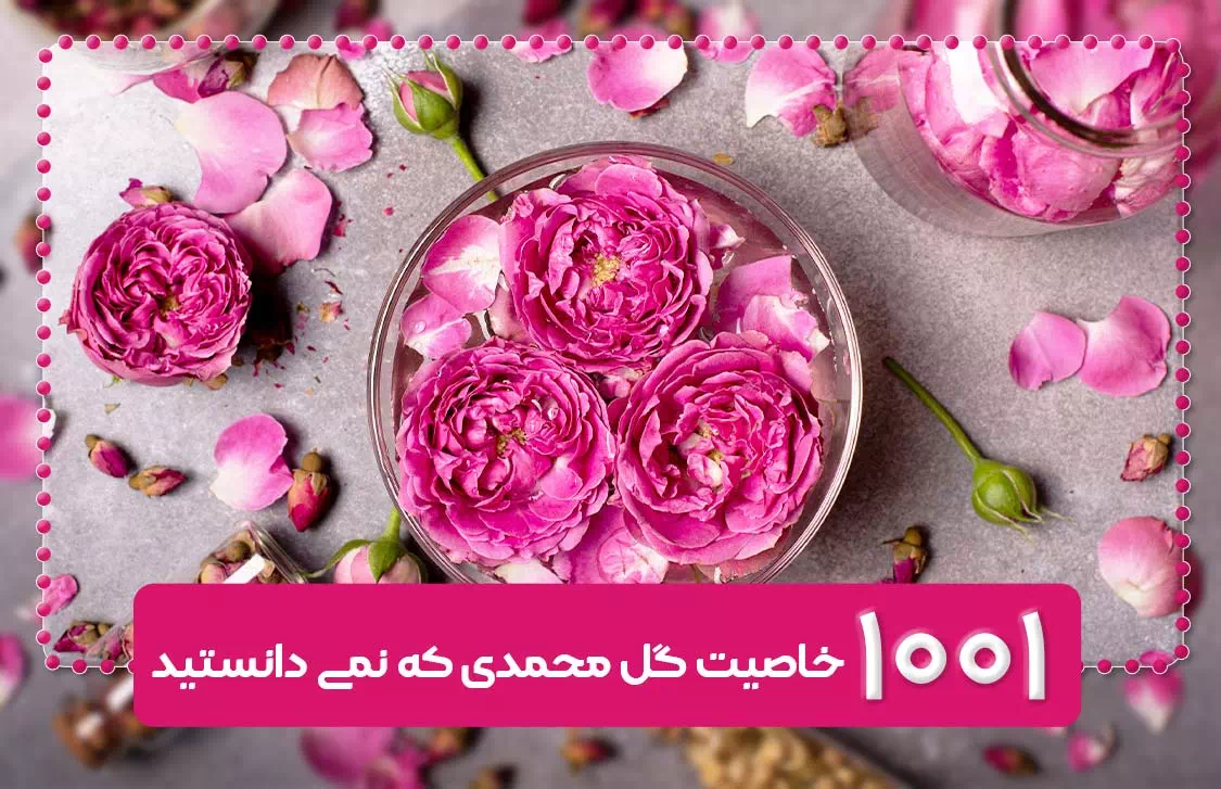 گل محمدی