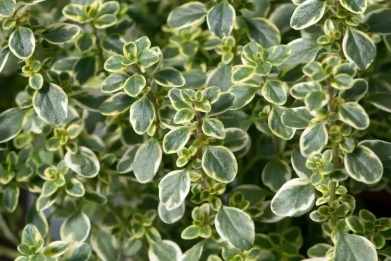 راهنمای خرید شمشاد طلایی؛ نکات کلیدی در انتخاب و مراقبت از گیاه زینتی پرطرفدار